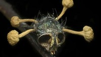 Ini bukan tengkorak, melainkan lalat yang terinfeksi jamur Cordyceps Foto: Twitter/creepy_org  