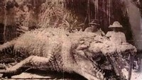 Buaya ditembak oleh seorang pemburu pada tahun 1957 Queensland, Australia. Berukuran 8,6m Foto: Twitter/creepy_org  