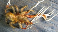 Tarantula yang terinfeksi jamur cordyceps cukup menakutkan. Foto: Twitter/creepy_org