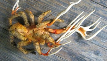 Tarantula yang terinfeksi jamur cordyceps cukup menakutkan. Foto: Twitter/creepy_org