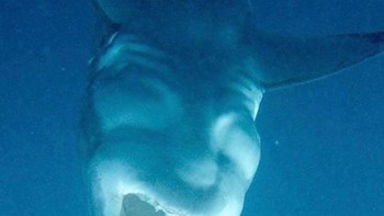 Hiu putih terbalik terlihat seperti setan Foto: Twitter/creepy_org
