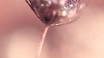 Karya Clement Boyer. Damselfly ini difoto di alam liar sekitar Saint Peyronis, Prancis barat daya tepat setelah jam 7 pagi di akhir Juli. Foto: cupoty.com