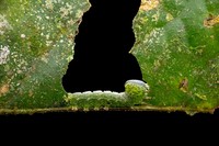 Jawara kontes foto minimal