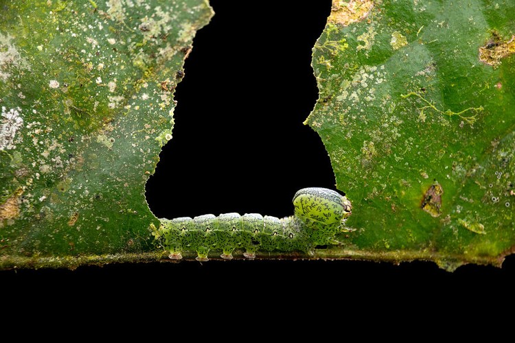 Jawara kontes foto minimal