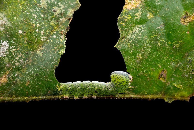 Jawara kontes foto minimal