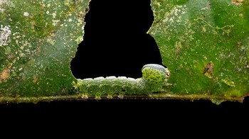 Karya Roman Willi. Saya menemukan ulat ini saat berjalan-jalan di malam hari di hutan Semenanjung Osa, Kosta Rika, dan tertarik dengan caranya memakan sebagian daun. Foto: cupoty.com