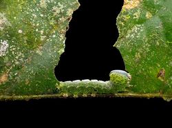 Jawara Kontes Foto Close-Up Bikin Mata Terkesima