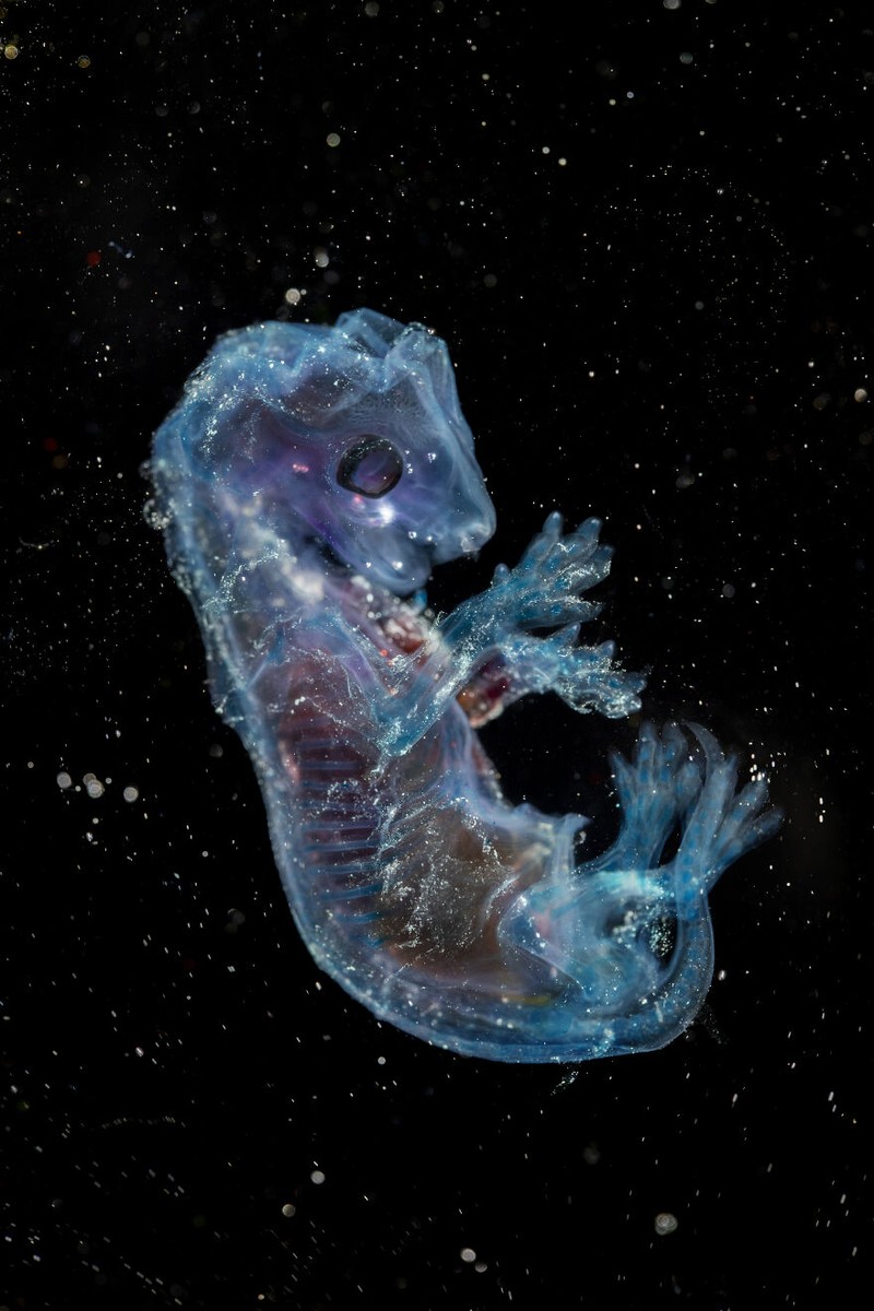 Jawara kontes foto minimal