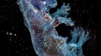 Karya Chris Manfield. “Foto ini diambil di laboratorium biologi tempat hewan mati diawetkan dan dipelajari. Saat kita melihat fotonya, kita melihat sebuah proses Kami memikirkan bagaimana subjek yang difoto berakhir di depan kamera, mengapa, dan untuk tujuan apa Subjek diambil secara etis, dan setiap spesimen dicatat apakah mati karena sebab alami, dibeli (mati) dari tempat penampungan , peternakan, atau ahli mengisi kulit binatang berlisensi. Tetap saja… ini menimbulkan pertanyaan tentang etika – apakah kebenaran divalidasi melalui dokumentasi, konsensus kehidupan nyata, atau mungkin sesuatu yang lain sama sekali. Foto: cupoty.com