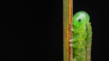 Karya Alexis Tinker-Tsavalas. Saya menemukan larva lalat gergaji kecil ini pada sehelai rumput di area padang rumput musim panas lalu. Saya memutuskan untuk meninggalkan latar belakang hitam untuk mengontraskan warna hijau terang dari larva, dan mengambil bidikan yang sedikit lebih lebar untuk menyisakan ruang negatif pada satu samping. Foto: cupoty.com