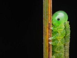 Jawara Kontes Foto Close-Up Bikin Mata Terkesima