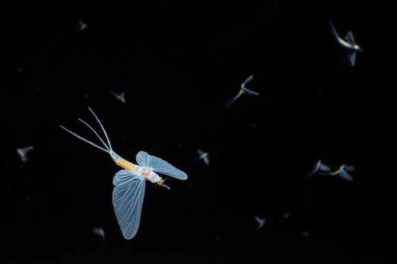 Jawara kontes foto minimal