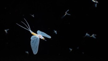 Juara pertama diraih Ferenc Kocsis. Lalat capung Danube betina ini terbang di atas sungai Danube di Hongaria dan bertelur di dekat tempat ia dilahirkan. Larva yang hidup di dasar sungai menetas pada bulan April, dan pada tahap terakhir perkembangannya, pada bulan Agustus, mereka terbang untuk tarian terakhir dalam satu tahun kehidupan mereka. Foto: cupoty.com