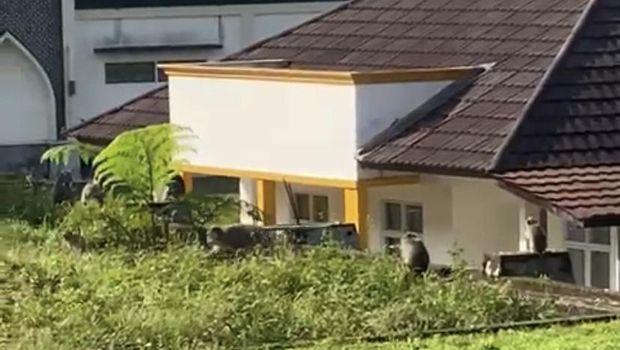 Kawanan monyet masuk ke permukiman warga di Sukabumi.