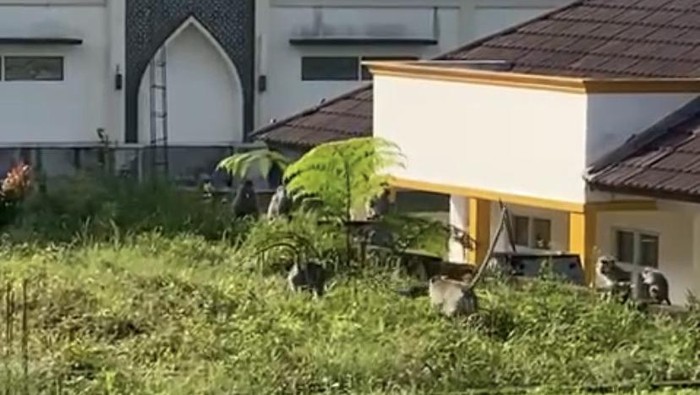 Kawanan monyet masuk ke permukiman warga di Sukabumi.