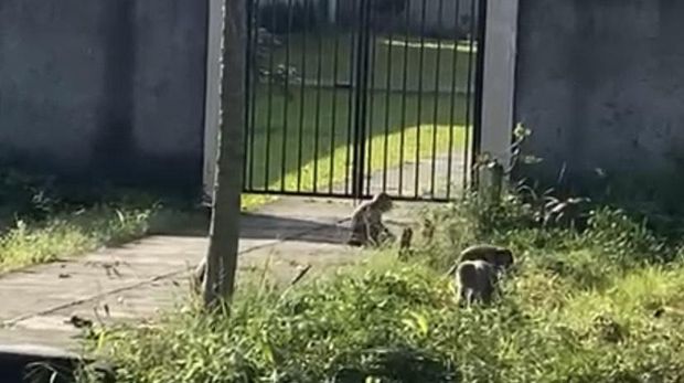 Kawanan monyet masuk ke permukiman warga di Sukabumi.