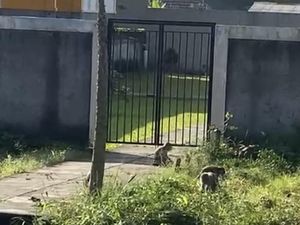 Ponpes Sukabumi Tak Luput Diserang Kawanan Monyet Bangor!