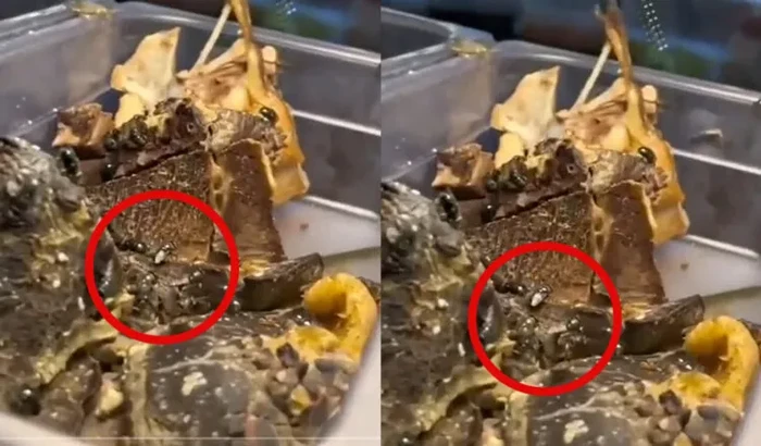 Duh! Kedai Kaki Lima Ini Ketahuan Jual Makanan Penuh Lalat