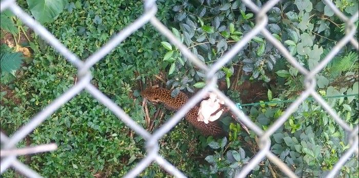 Macan tutul yang diberi nama Wahyu saat dilepasliarkan ke TNGHS (dok. KLHK)