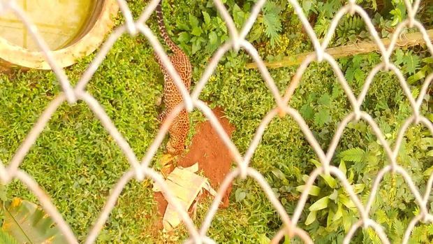 Macan tutul yang diberi nama Wahyu saat dilepasliarkan ke TNGHS (dok. KLHK)