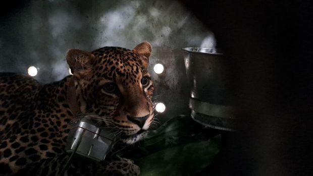 Macan tutul yang diberi nama Wahyu saat dilepasliarkan ke TNGHS (dok. KLHK)