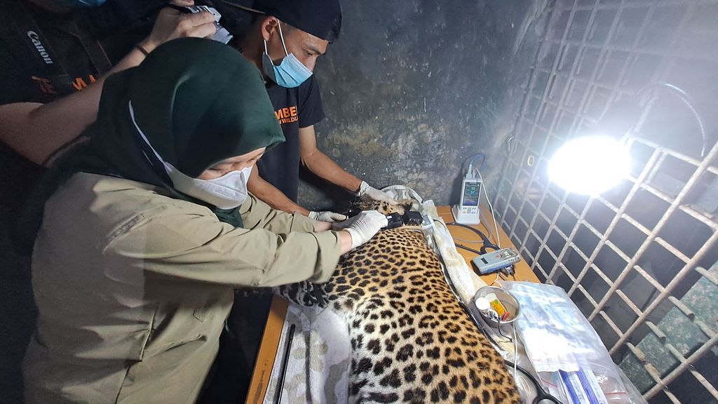 Macan tutul yang diberi nama Wahyu saat dilepasliarkan ke TNGHS (dok. KLHK)