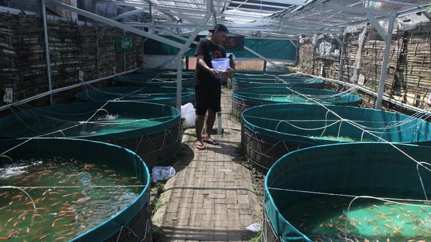 Melihat Budidaya Ikan Nila Merah dengan Sistem Bioflok di malang Petani yang tergabung dalam kelompok tani Retis menunjukkan indukan ikan nila merah di kolam budidaya bersistem bioflok, Bakalankrajan, Malang, Jawa Timur, Selasa (23/5/2023). Budidaya ikan nila merah yang dikembangkan kelompok tani tersebut per dua minggu mampu menghasilkan 40.000 ekor bibit serta ikan nila merah konsumsi sebanyak 1,5 hingga 2 ton yang dijual melalui pasar digital dan media sosial dengan harga Rp30.000 per kilogram. ANTARA FOTO/Ari Bowo Sucipto/rwa.