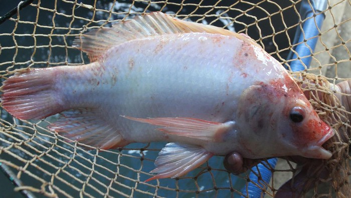 Petani yang tergabung dalam kelompok tani Retis menunjukkan indukan ikan nila merah di kolam budidaya bersistem bioflok, Bakalankrajan, Malang, Jawa Timur,  Selasa (23/5/2023). Budidaya ikan nila merah yang dikembangkan kelompok tani tersebut per dua minggu mampu menghasilkan 40.000 ekor bibit serta ikan nila merah konsumsi sebanyak 1,5 hingga 2 ton yang dijual melalui pasar digital dan media sosial dengan harga Rp30.000 per kilogram. ANTARA FOTO/Ari Bowo Sucipto/rwa.