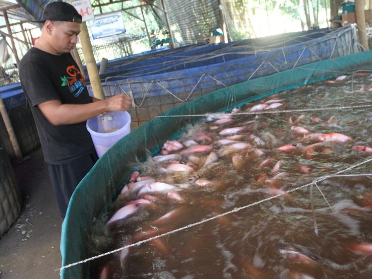 Melihat Budi Daya Ikan Nila Merah dengan Sistem Bioflok di Malang