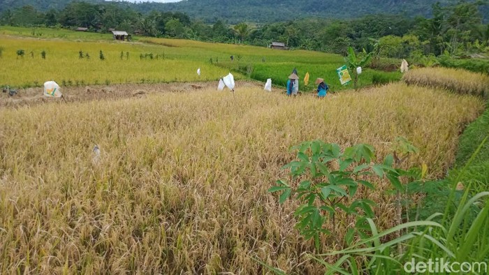 Persawahan dan spot gunung Parang Langkaplancar
