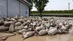 Puluhan Babi di Italia Mati Gegara Banjir Bandang