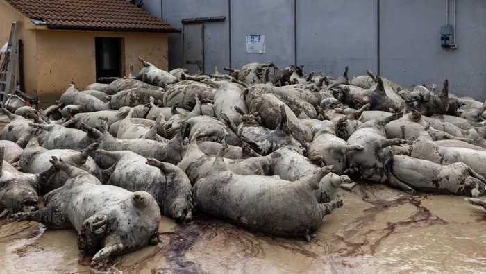Puluhan Babi di Italia Mati Gegara Banjir Bandang ALBERETO, ITALY - MAY 22: The carcasses of dozens of pigs, drowned during the recent flood, lay on the mud on May 22, 2023 in Albereto, Italy. Fifteen people have died and forty thousands have been evacuated from their homes after torrential rainΒ wreaked mayhem in the northern Italian region of Emilia-Romagna, causing severe flooding and landslides. (Photo by Emanuele Cremaschi/Getty Images)