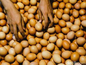 Peternak Ngadu ke DPR, Harga Telur Anjlok tapi Biaya Produksi Mahal