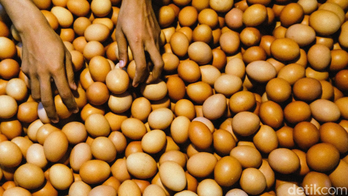 Harga telur ayam negeri masih terpantau tinggi di Jakarta. Hari ini, harga telur mencapai Rp 30.500 per kilogram.
