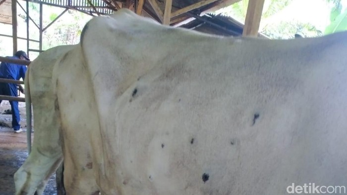 Sapi di Ciamis terjangkit LSD