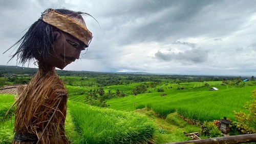 Pemandangan sawah terasering di Jatiluwih. (dok)