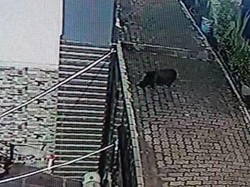 Geger! Penampakan Babi Mondar-mandir depan Rumah Warga Depok Dini Hari