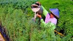 Tingkatkan Bahan Bakar Alternatif, SIG Tanam Pohon Kaliandra Merah