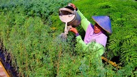 SIG berambisi meningkatkan pemanfaatan bahan bakar alternatif sebagai energi baru terbarukan (EBT) yang ramah lingkungan melalui penanaman lebih dari 143 ribu batang pohon kaliandra merah di area reklamasi Pabrik Tuban, Jawa Timur dan beberapa lokasi di Sumatra Barat, untuk substitusi batu bara pada proses produksi semen di Pabrik Tuban dan Pabrik Indarung.