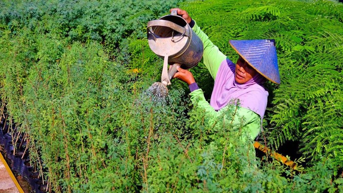 SIG berupaya pemanfaatan bahan bakar alternatif sebagai energi baru terbarukan (EBT). Mereka menanam 143 ribu batang pohon kaliandra merah.