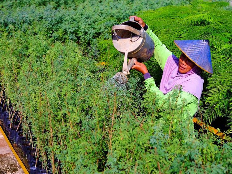 Tingkatkan Bahan Bakar Alternatif, SIG Tanam Pohon Kaliandra Merah