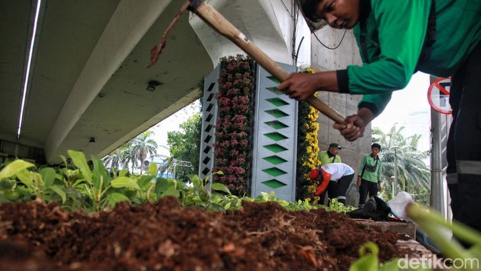 Wajah Ibu Kota Dipercantik Jelang HUT Ke-496 Menyambut HUT DKI Jakarta ke-496 pada 21 Juni mendatang, setiap sudut kota mulai mempercantik diri. Salah satunya adalah perbaikan taman kota.