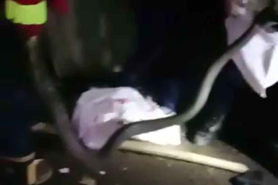 Damkar evakuasi ular king kobra di Bogor