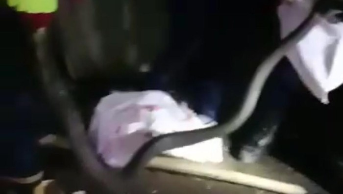 Damkar evakuasi ular king kobra di Bogor