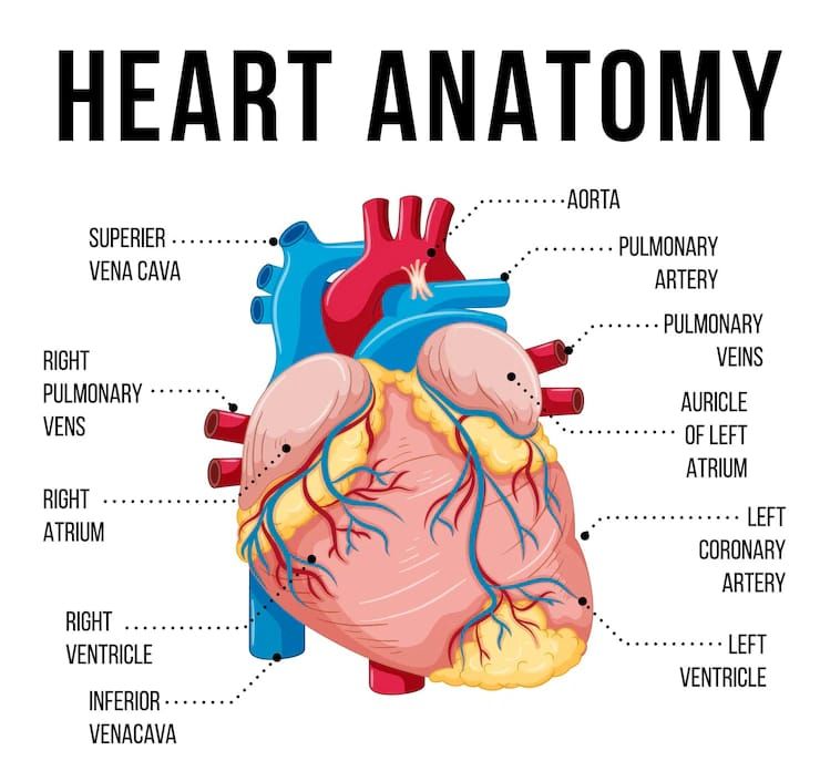 13 Bagian Jantung Dan Fungsinya Dalam Organ Tubuh Manusia Penjelasan ...