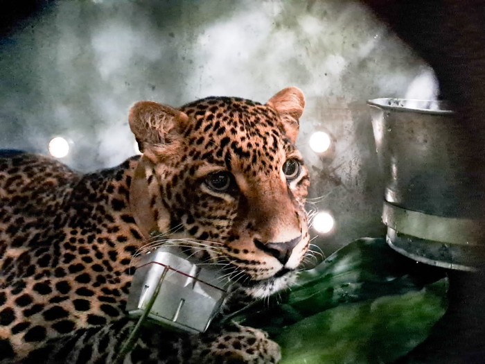Macan tutul jawa Wahyu