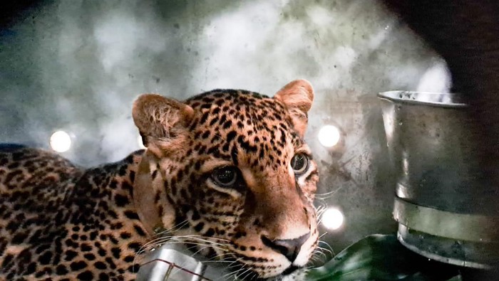 Macan tutul jawa Wahyu