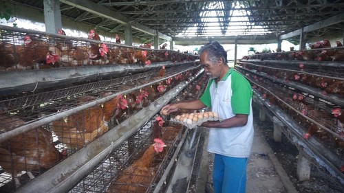 Peternak ayam petelur di Desa Getasan, Kecamatan Petang, Badung, Bali. (Foto Agus Eka/detikBali)