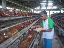 Harga Telur di Tingkat Peternak Anjlok, Ternyata Ini Biang Keroknya