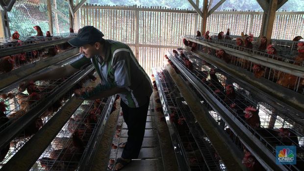 Peternak memanen telur di salah satu peternakan ayam petelur di Gunung Sindur, Jawa Barat, Rabu (24//5). (CNBC Indonesia/Muhammad Sabki)